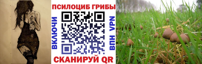 Купить  Дальнегорск  Галлюциногенные грибы мицелий 